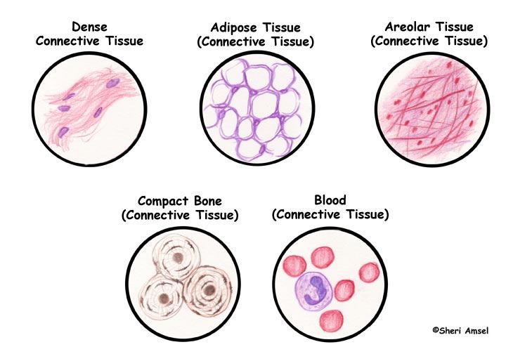 four different types of cell membranes labeled in the text below them are pictures of cells and their structures