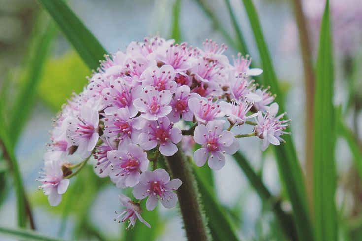 some pink flowers are growing in the grass