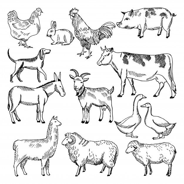 farm animals and birds in black and white ink drawing stock photo royaltyvectors