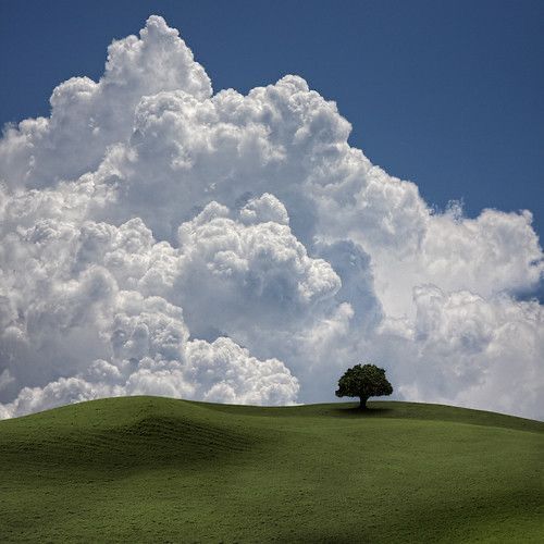 a lone tree sitting on top of a lush green hill under a cloudy blue sky