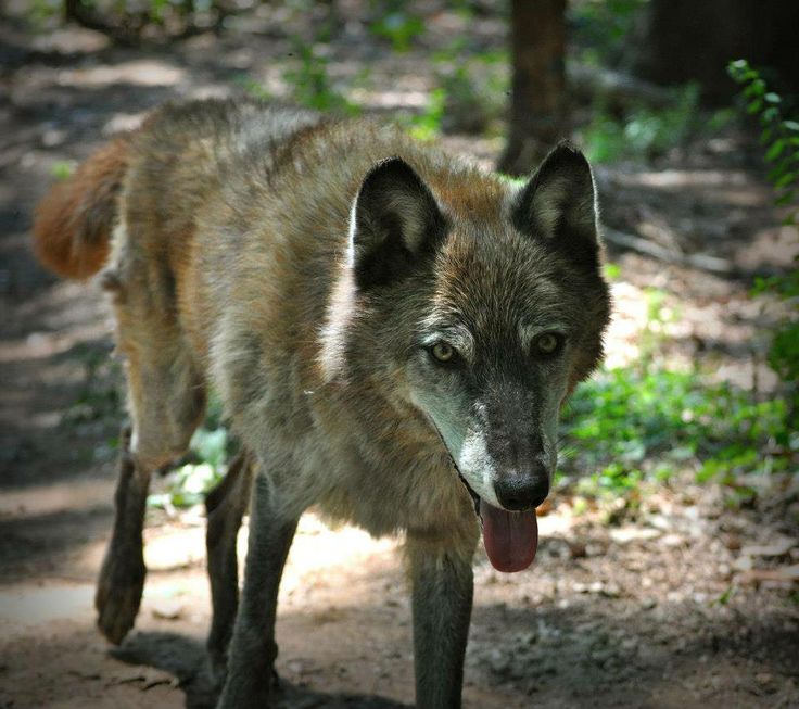 a wolf standing in the woods with its tongue out