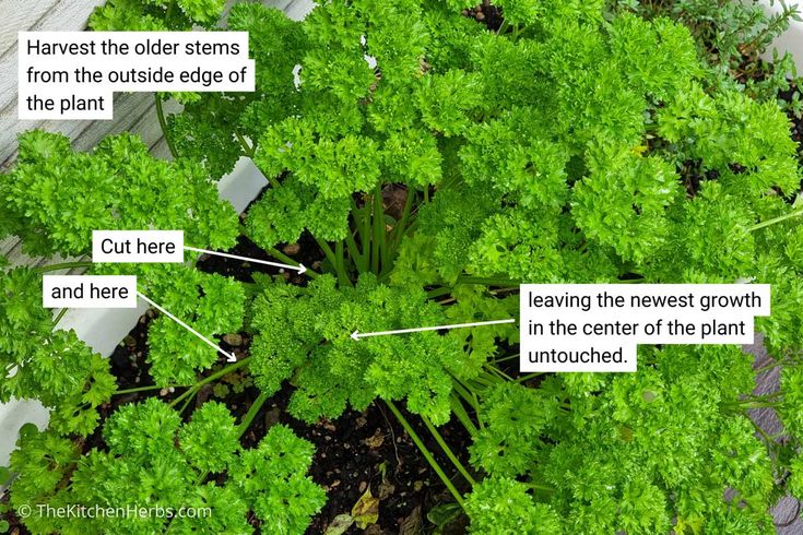 an overhead view of some green plants with labeled labels on the leaves and part of the plant