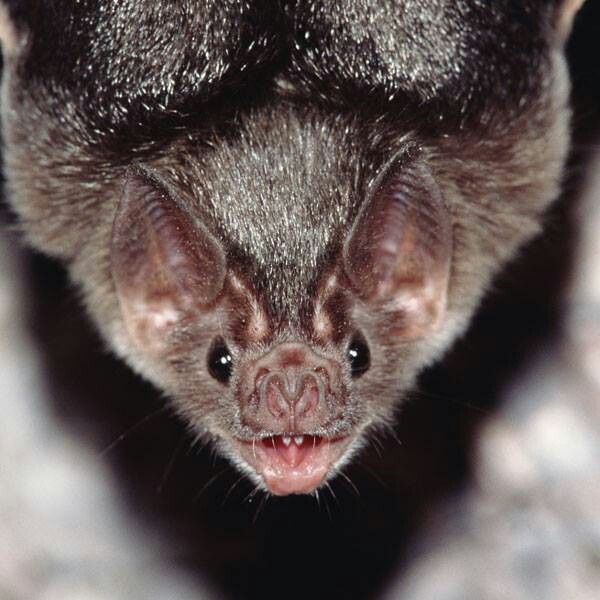 a close up of a bat with its mouth open