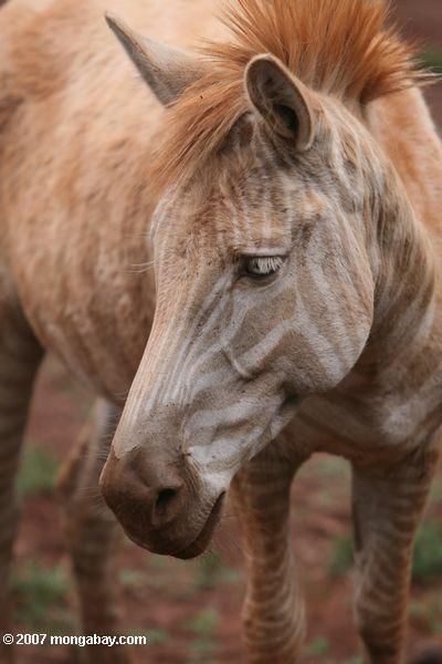 a close up of a horse on a dirt ground with grass in the foreground