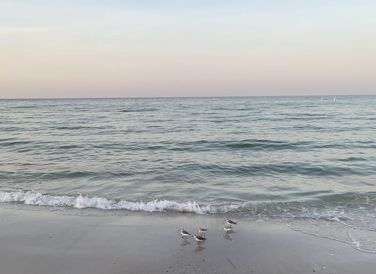 three seagulls walking on the beach with waves coming in to shore at sunset