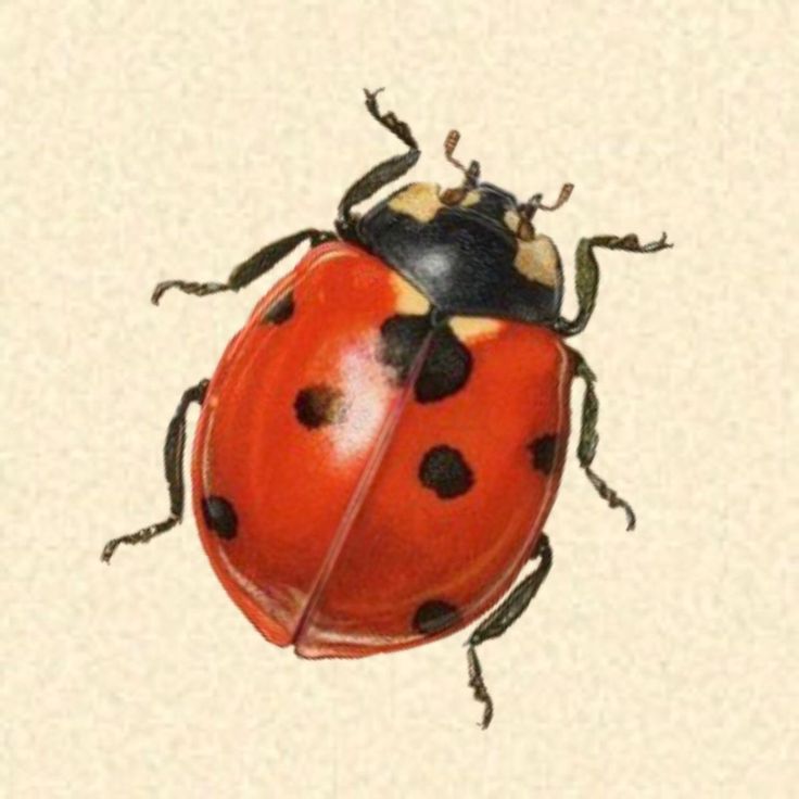 a lady bug with black dots on it's body and legs, sitting on a beige background