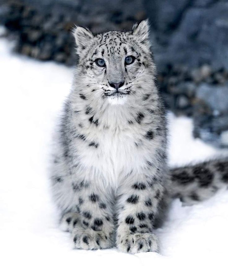 a small snow leopard sitting in the snow