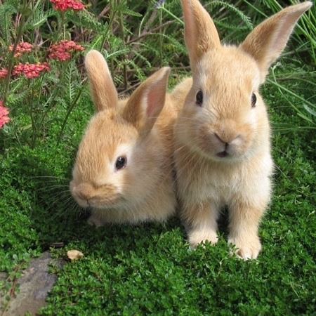 two small rabbits are sitting in the grass