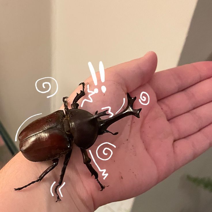 a close up of a person's hand with a beetle on the palm,