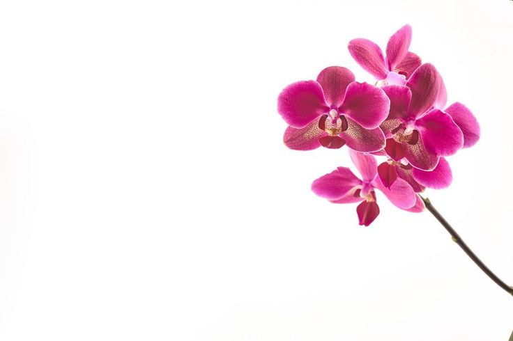 pink orchids are blooming on a white background with space for text or image