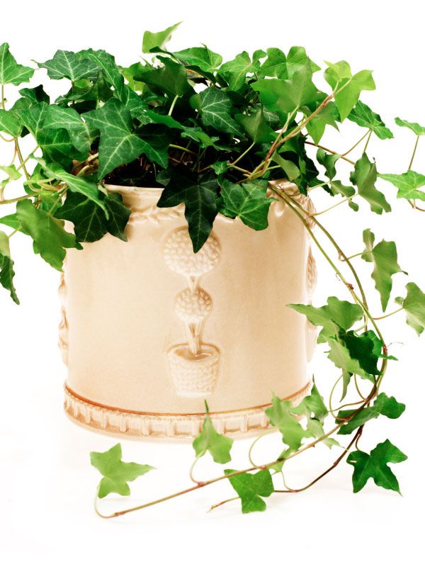 a potted plant with green leaves on a white background