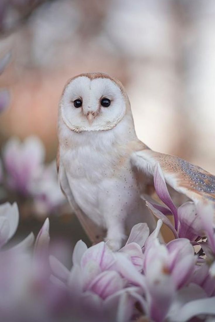 an owl sitting on top of a tree filled with flowers