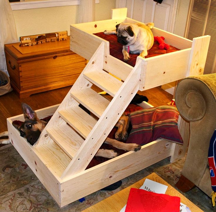 two dogs sitting on top of bunk beds in a living room