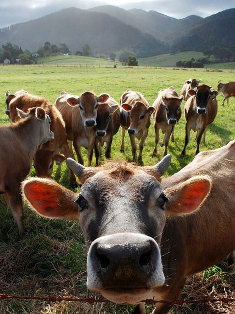 a herd of cattle standing on top of a grass covered field next to a green sign