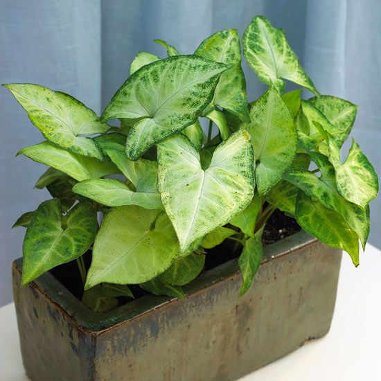 a potted plant with green leaves on a table