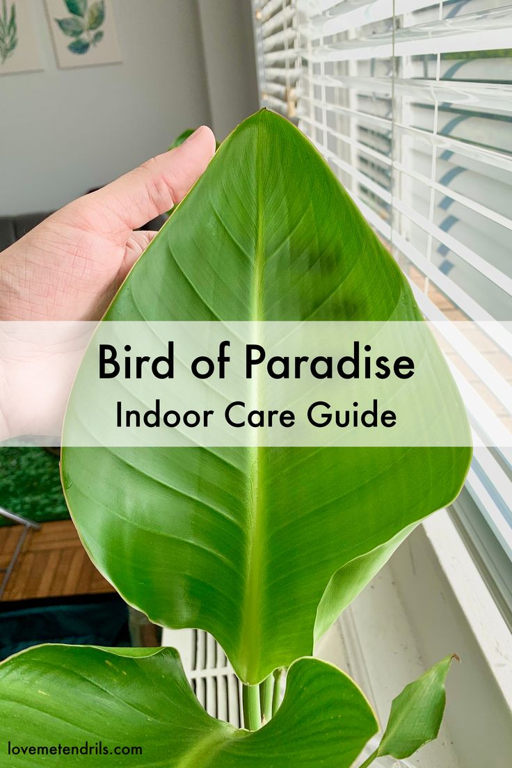 bird of paradise indoor care guide in front of a window with blinds on the outside