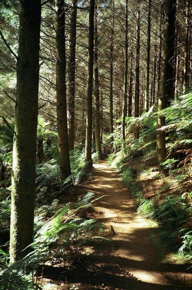 a path in the woods with lots of trees on both sides and one way up