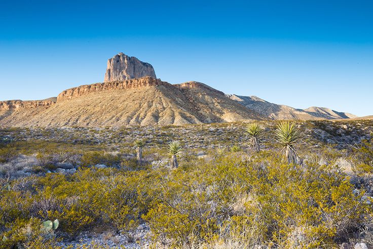 the desert is full of vegetation and mountains