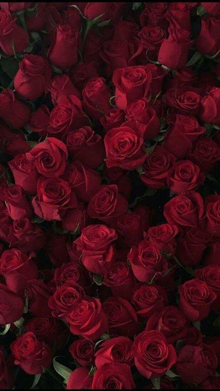 a bunch of red roses that are very close together