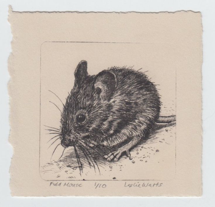 a black and white drawing of a mouse