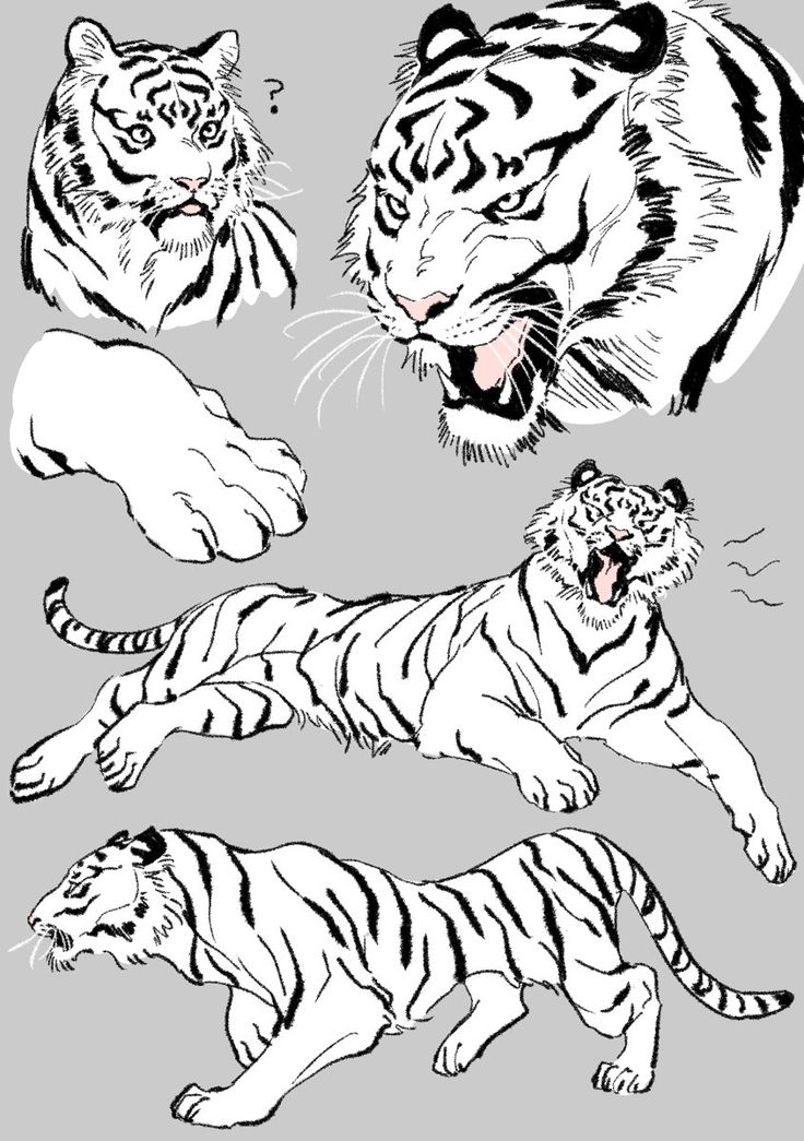 three tigers are shown in black and white, one is jumping up to the side