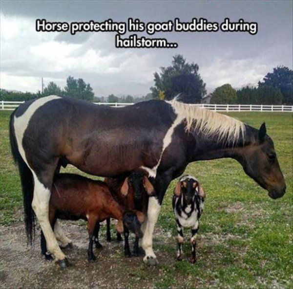 a horse standing next to two baby horses in a field with the caption, here protecting his goat buddies during hailstorm