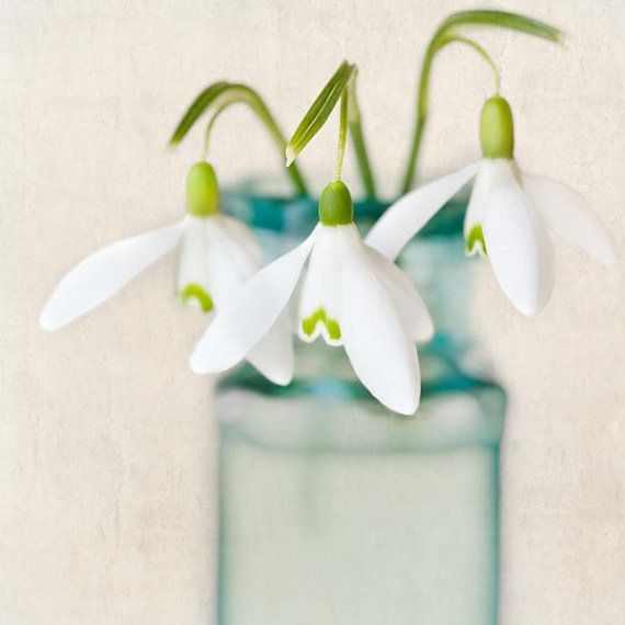 white flowers are in a glass vase with water