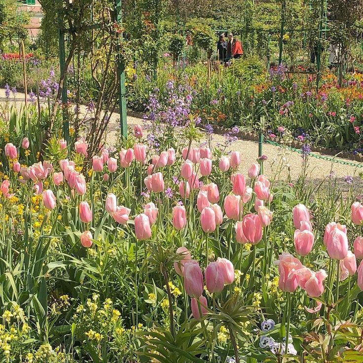 pink tulips and other flowers in a garden with people walking by them on a path