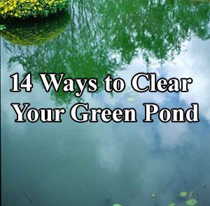 Pond Algae, Green Pond, Goldfish Pond, Outdoor Ponds, Diy Pond, Pond Waterfall, Green Algae, Garden Crafts Diy, Small Ponds