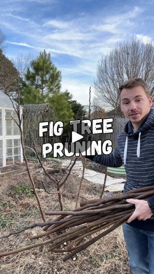 a man standing in front of a tree holding branches with the words fig tree pruning on it