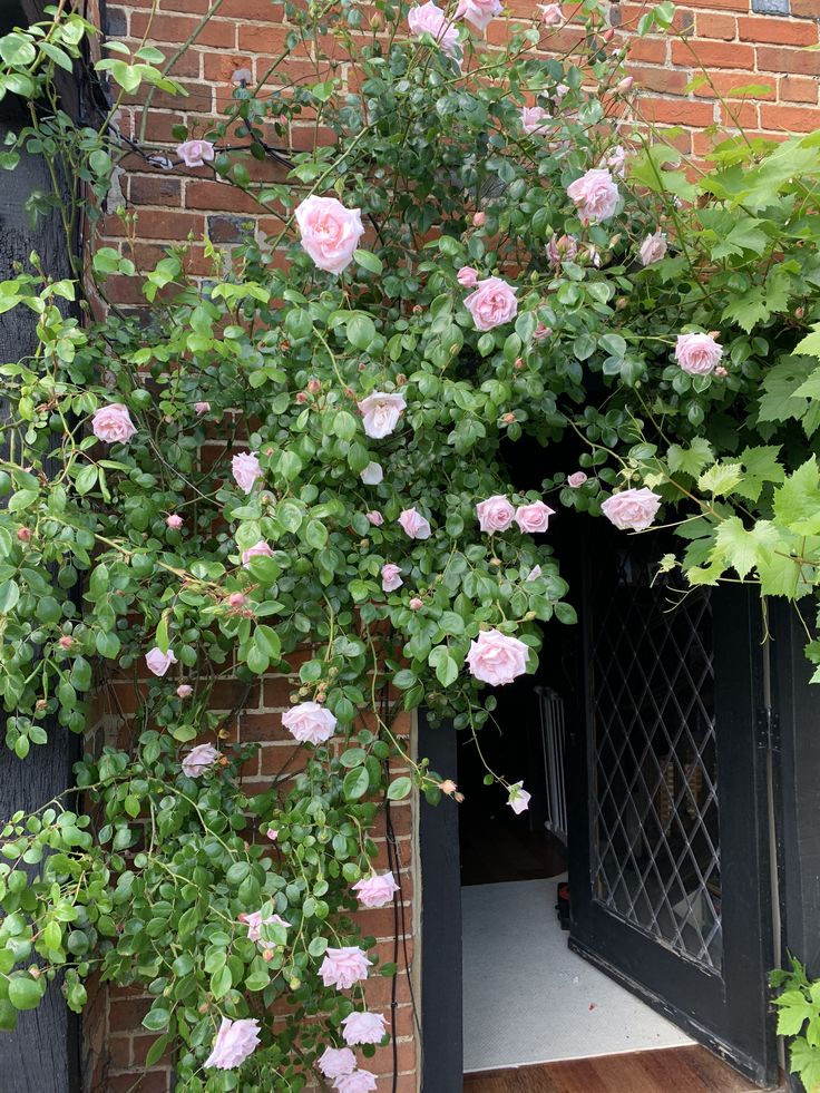 pink roses growing on the side of a brick building