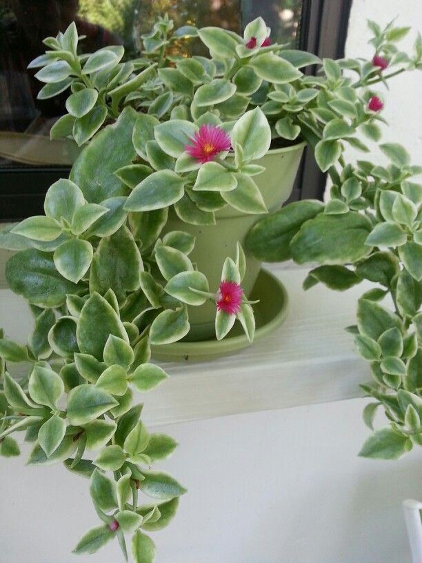 a potted plant with pink flowers on a window sill