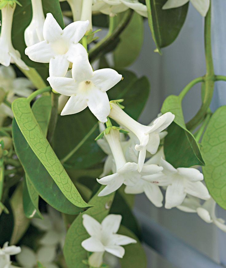 white flowers and green leaves on a tree