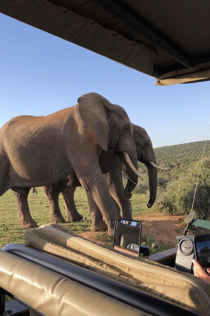 two elephants walking on the side of a road next to a vehicle with people in it