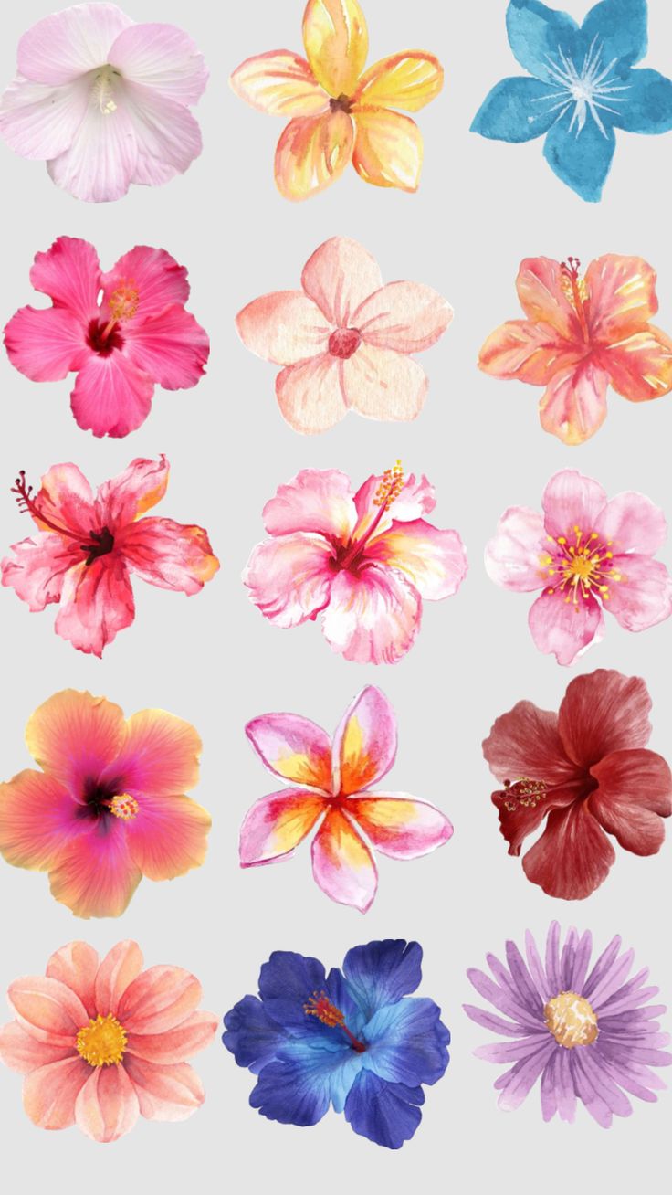 an assortment of colorful flowers on a gray background