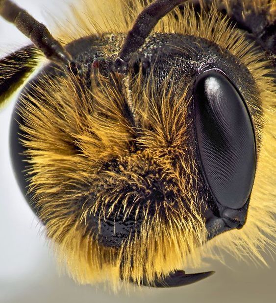 a close up view of a bee's eyes and head with yellow fur on it