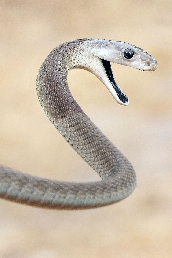 a close up of a snake with it's mouth open