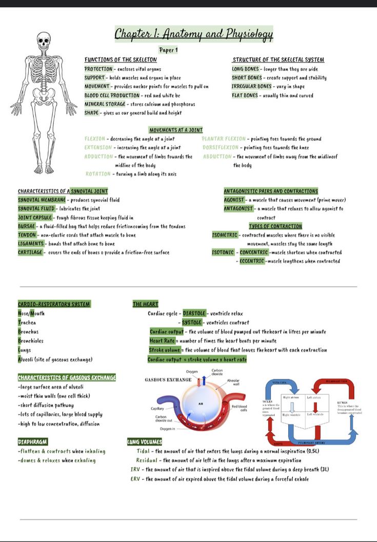 the human body and its functions