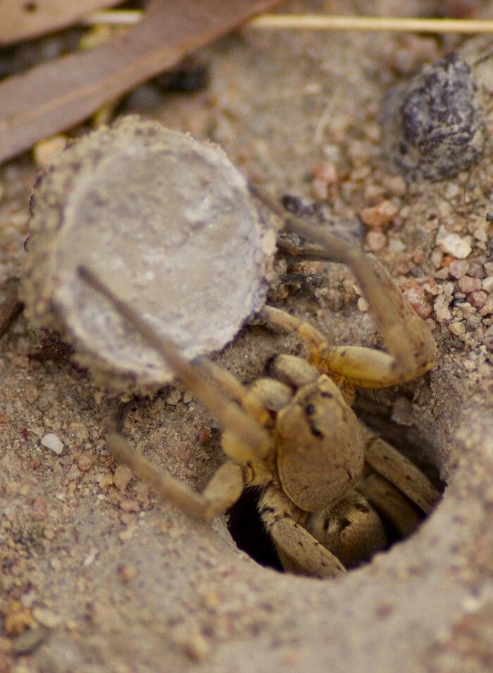 a close up of a spider on the ground with it's head in a hole