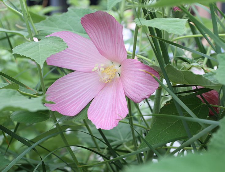 a pink flower in the middle of some green leaves and grass with other plants behind it