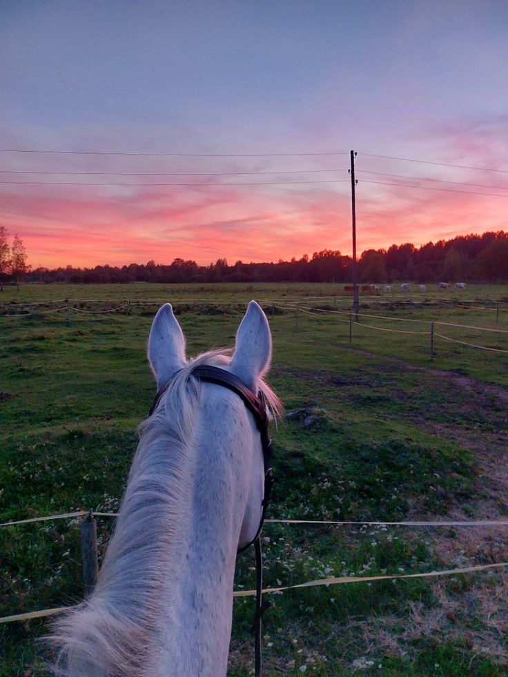 a white horse standing on top of a lush green field