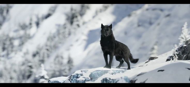 a black wolf standing on top of a snow covered mountain