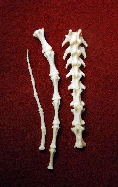 two bones are shown on a red surface