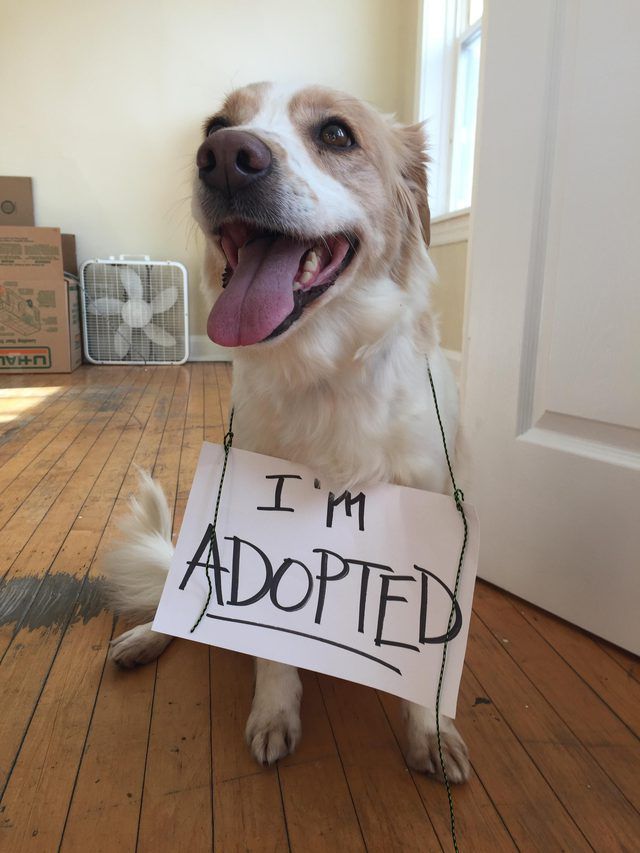 a dog holding a sign that says i'm adopted