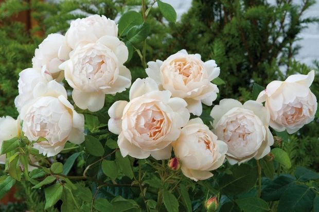 white flowers are blooming in the garden