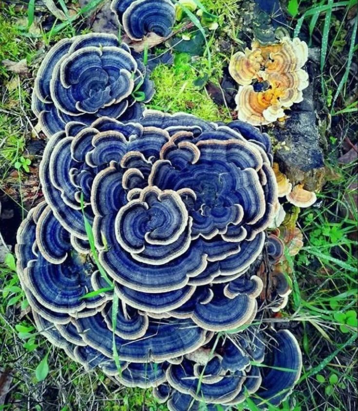 blue mushrooms growing on the side of a tree stump