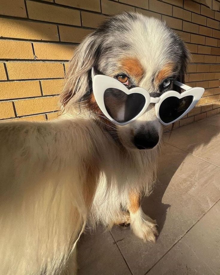 a dog wearing heart shaped sunglasses on top of it's head