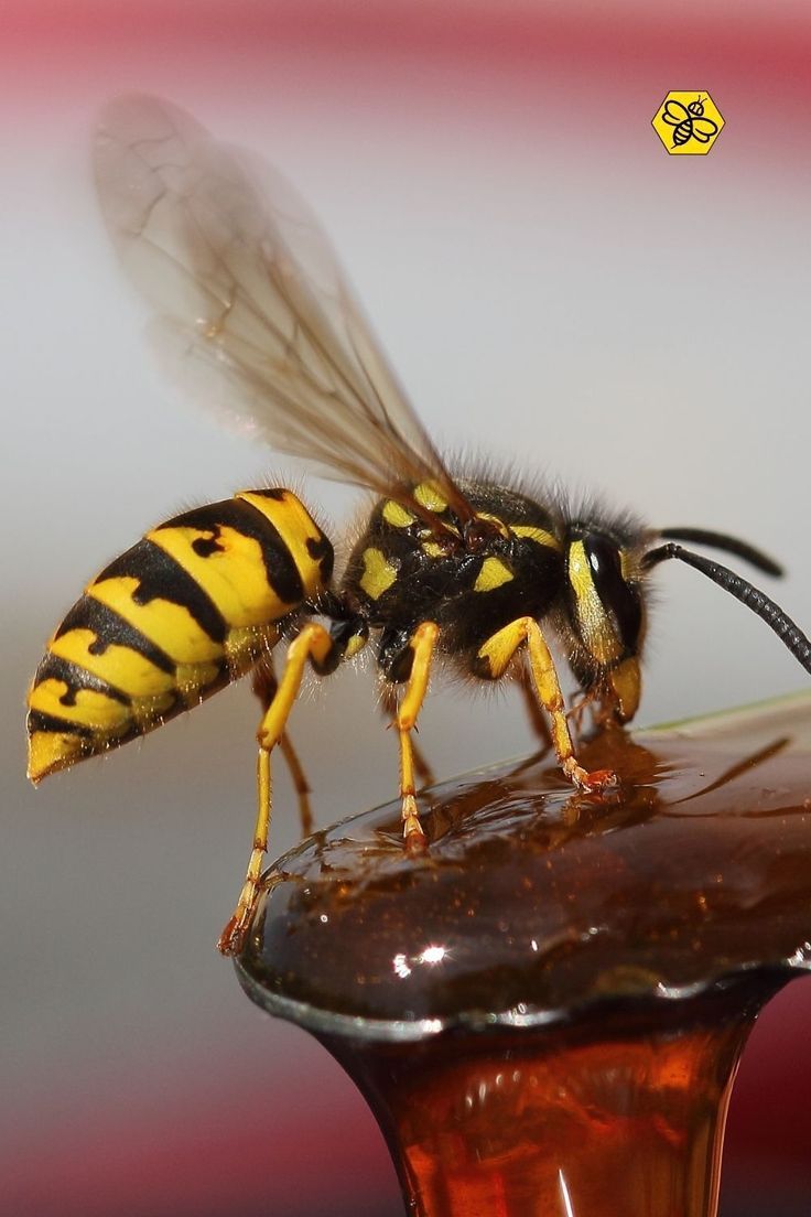 a yellow and black bee sitting on top of a brown liquid