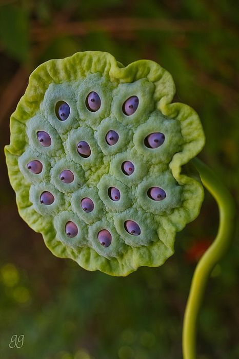 a green leaf with purple dots on it's center is seen in this close up photo