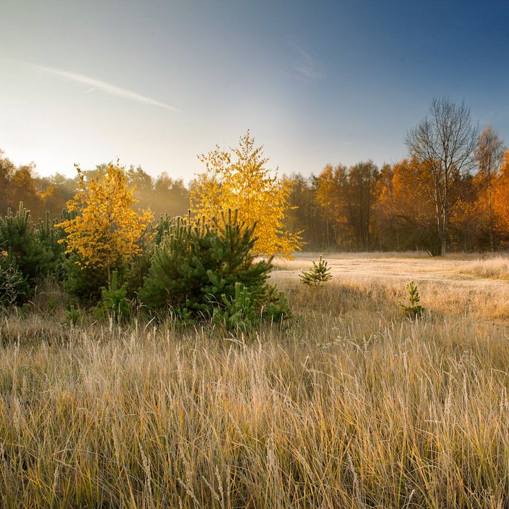 a field with tall grass and trees in the background